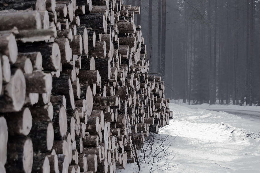 ป่า ท่อนซุง ไม้แปรรูป ธรรมชาติ กลางแจ้ง ภายนอก หิมะ สวีเดน ต้นไม้ วอลล์เปเปอร์ HD