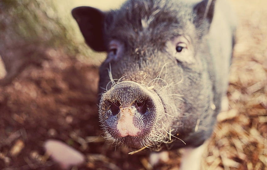 nature, background, pig for , section животные -, Pig Nose HD wallpaper