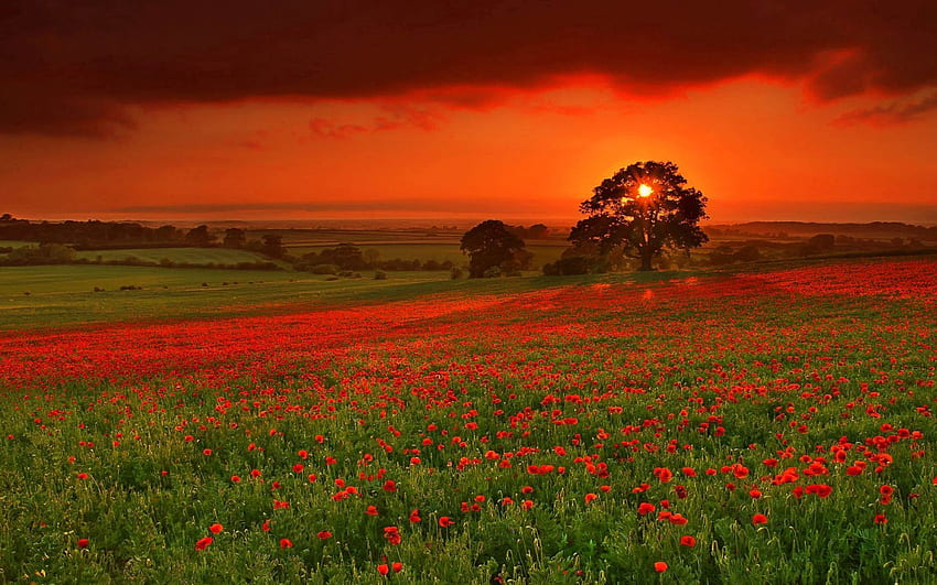 Alam, Bunga, Musim Gugur, Matahari Wallpaper HD