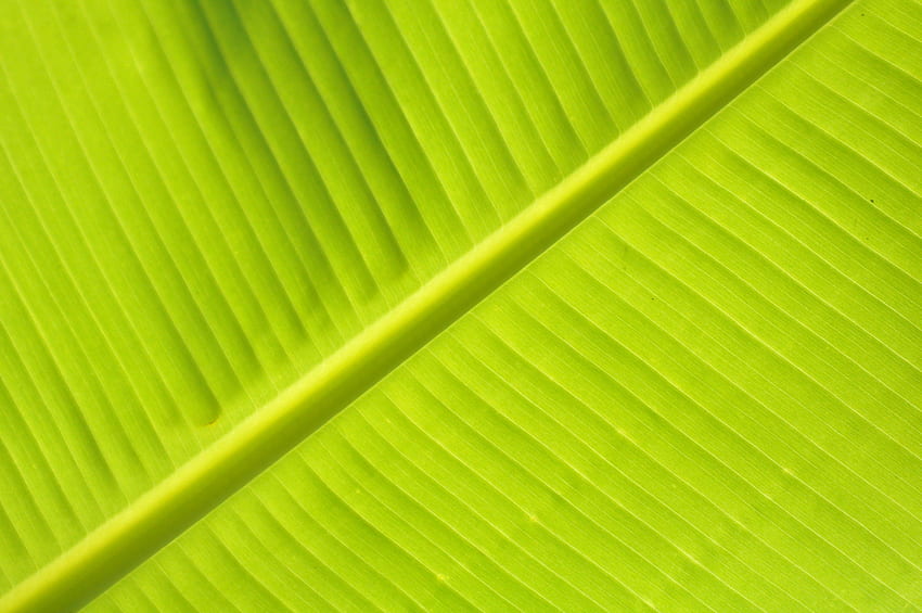 Plant, Macro, Sheet, Leaf, Stripes, Streaks, Veins HD wallpaper