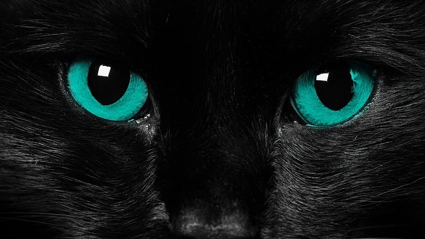 Chat noir à poil court, Yeux, Gros plan, Thèmes d'animaux, Un seul animal • For You For & Mobile, 2560X1440 Cat Fond d'écran HD
