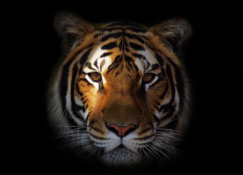 Zwierzęta, kaganiec, cień, drapieżnik, tygrys Tapeta HD