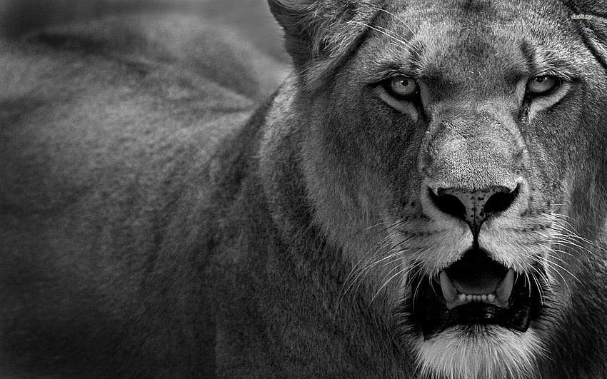 Printable Black And White Lion And Lioness - quotes about life HD wallpaper