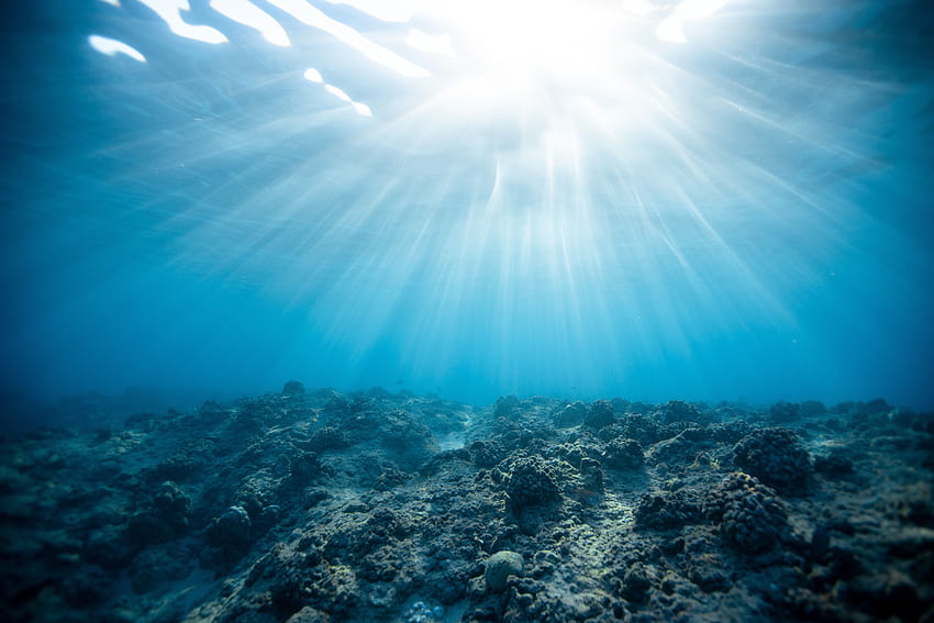 Natura, koral, połysk, światło, ocean, podwodny świat Tapeta HD