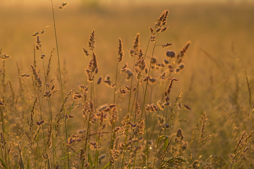 Nature, Grass, Field, Ears, Dry, Spikes HD wallpaper