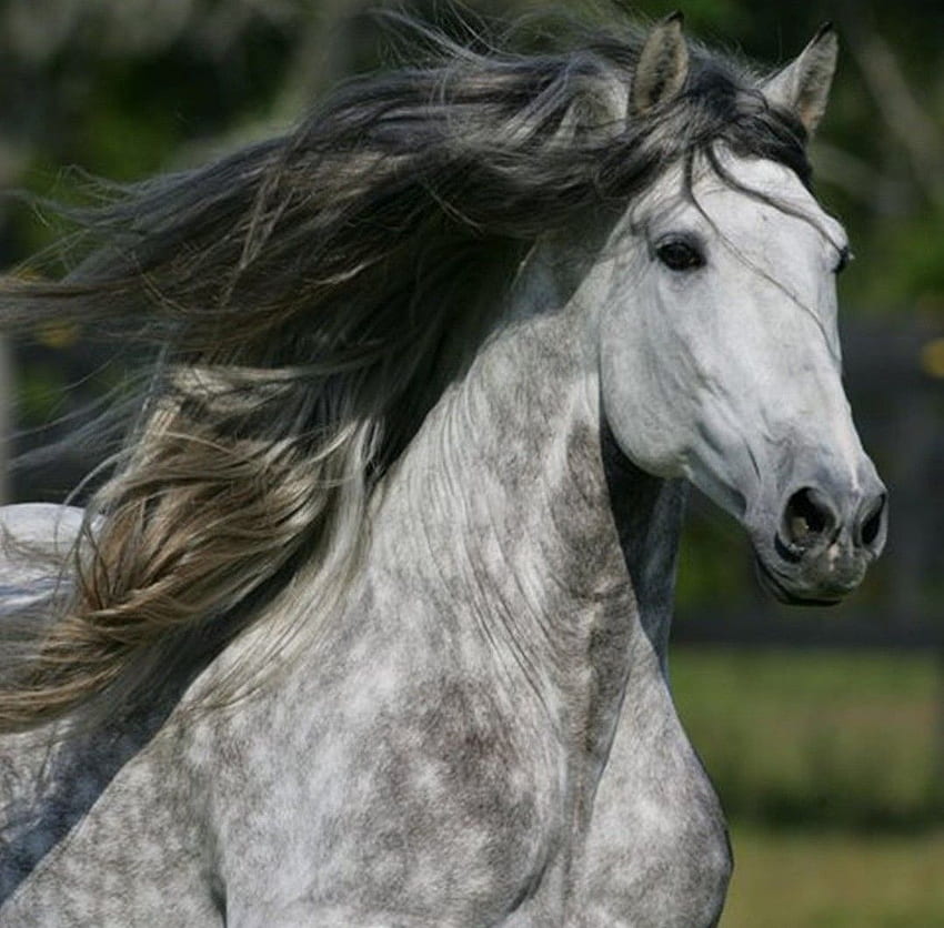 Ruth Mescher na koniach!!. Pstrokate szare konie, konie, niezwykły koń, pstrokaty szary koń Tapeta HD