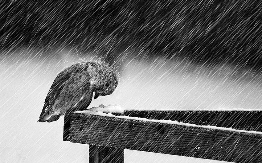 Mały ptaszek walczący z burzą śnieżną. Grafika deszczowa, deszcz, ptak deszczowy, ptaki w deszczu Tapeta HD