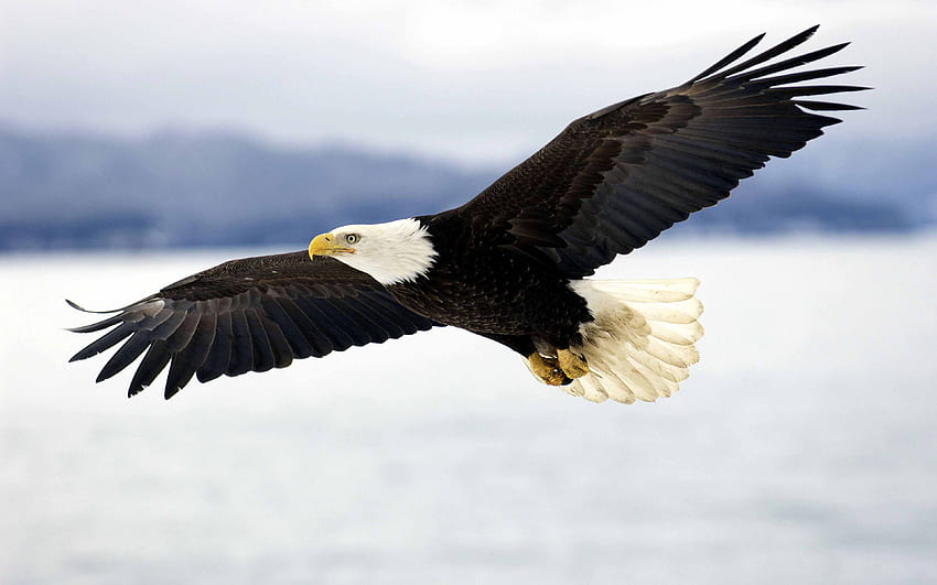 The American Eagle on, Native Eagle HD wallpaper