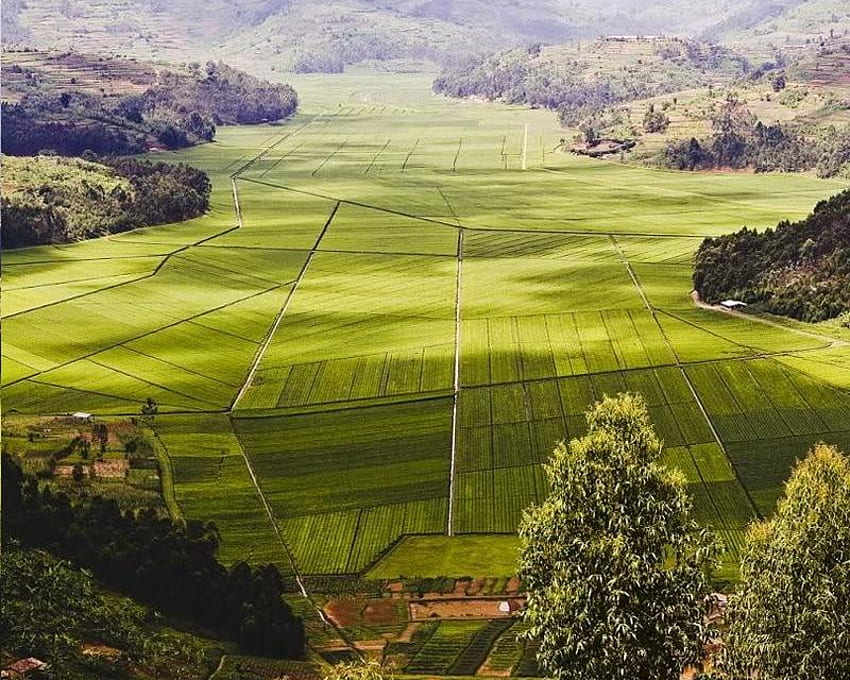 茶畑、ルワンダ、木々、お茶、プランテーション、ルワンダ 高画質の壁紙