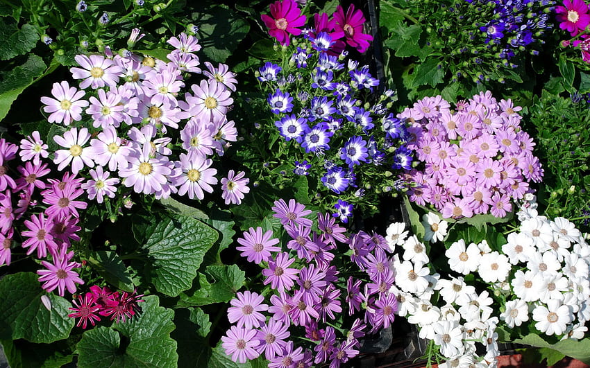 Kwiaty, Chryzantema, Zieloni, Dużo, Różne Tapeta HD