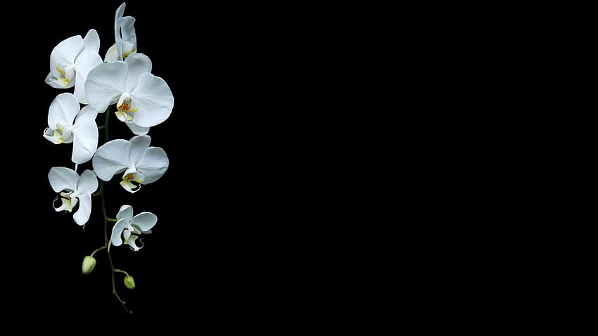 minimalizm orkideler çiçekler siyah arka plan beyaz çiçekler, Siyah ve Beyaz Orkide HD duvar kağıdı
