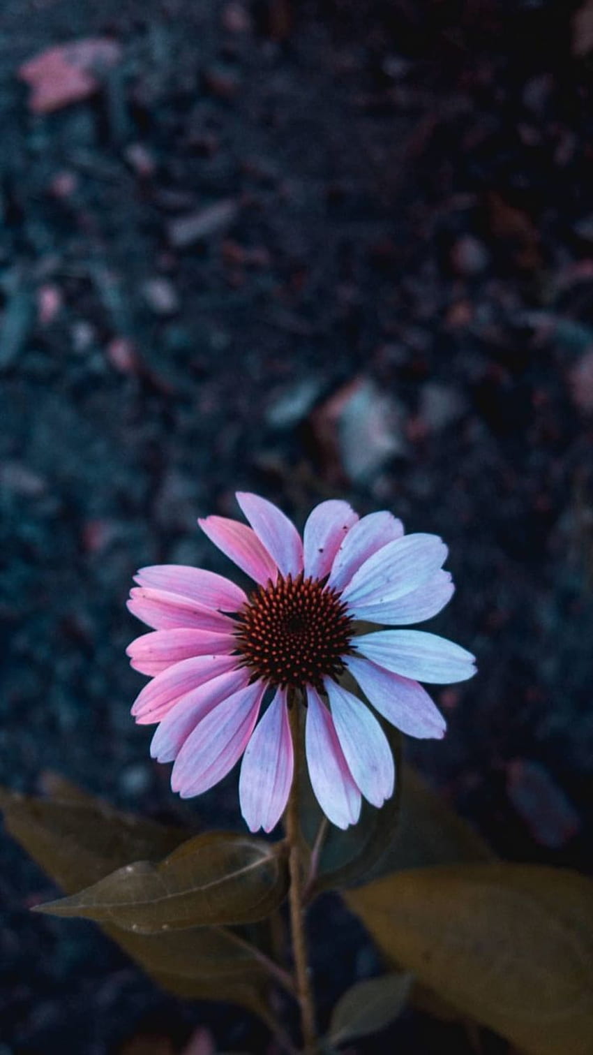 https://e0.pxfuel.com/wallpapers/930/537/desktop-wallpaper-pin-de-batool-sunbul-em-aesthetic-papeis-de-parede-diferentes-papel-de-parede-de-arte-tumblr-purple-sunflower.jpg