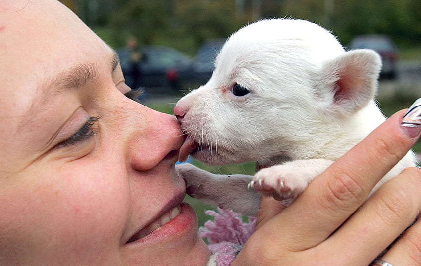Köpek sahibini yalıyor, Hayırseverlik festivali, Yalıyor, Sahibi, Evsiz hayvanlar için hastane, 6 Ekim 2007, Köpek yavrusu, Minsk Beyaz Rusya HD duvar kağıdı