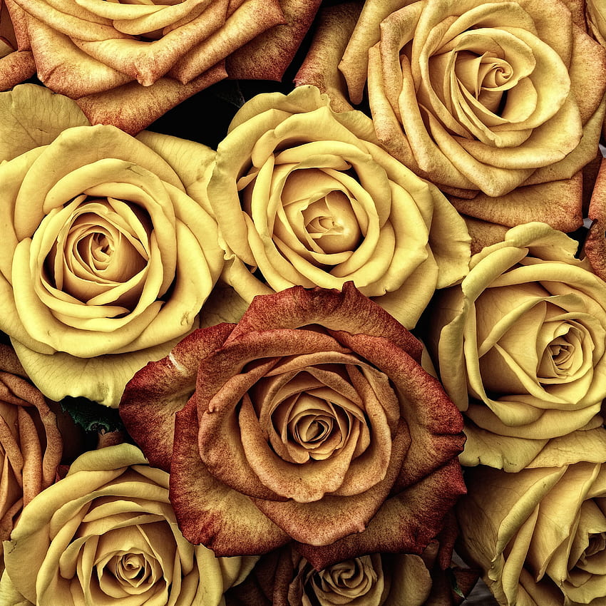 Kwiaty, róże, płatki, pąki Tapeta na telefon HD
