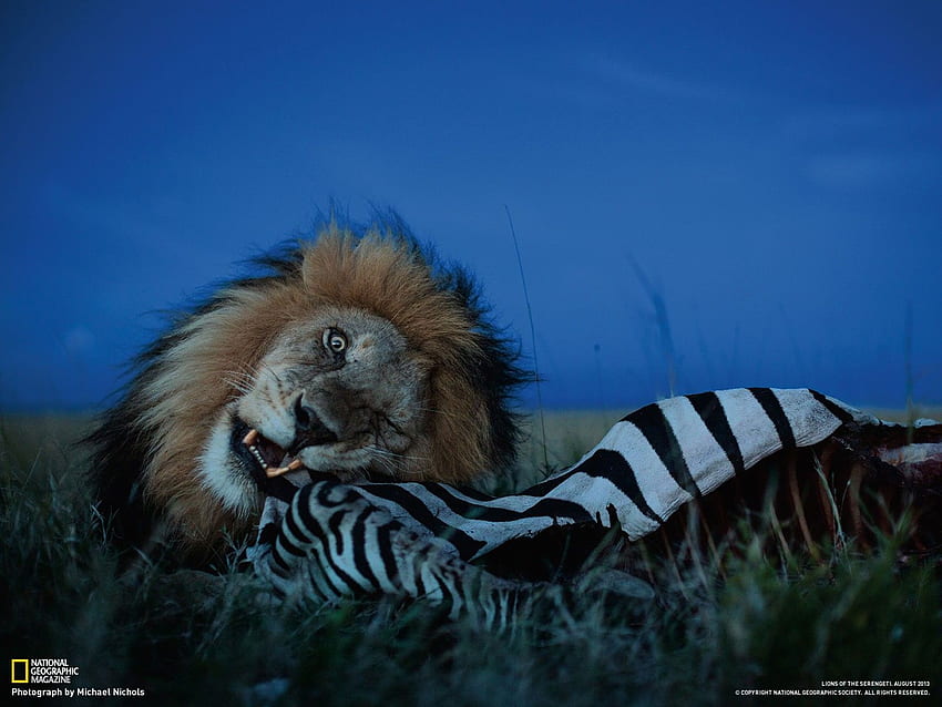 Nature, National Geographic, zebras, lions, wild animals, eating, Serengeti  HD wallpaper | Pxfuel