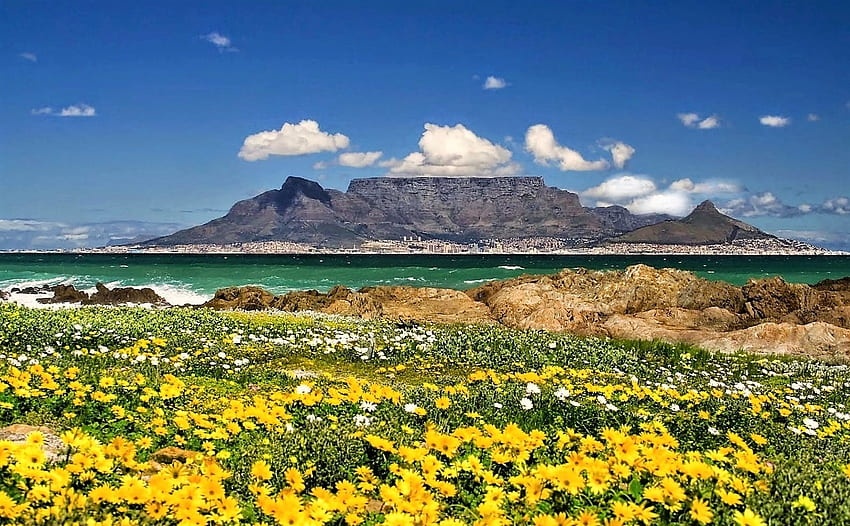 Table Mountain, south africa, flowers, mountains, cape town HD wallpaper