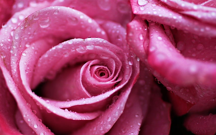 Rosas cor de rosa, gotas, beleza, rosa, soltar, molhado, água, rosas, rosa cor de rosa, romance, linda, rosa, linda, com amor, rosas molhadas, natureza, romântico, flores, adorável, para você papel de parede HD