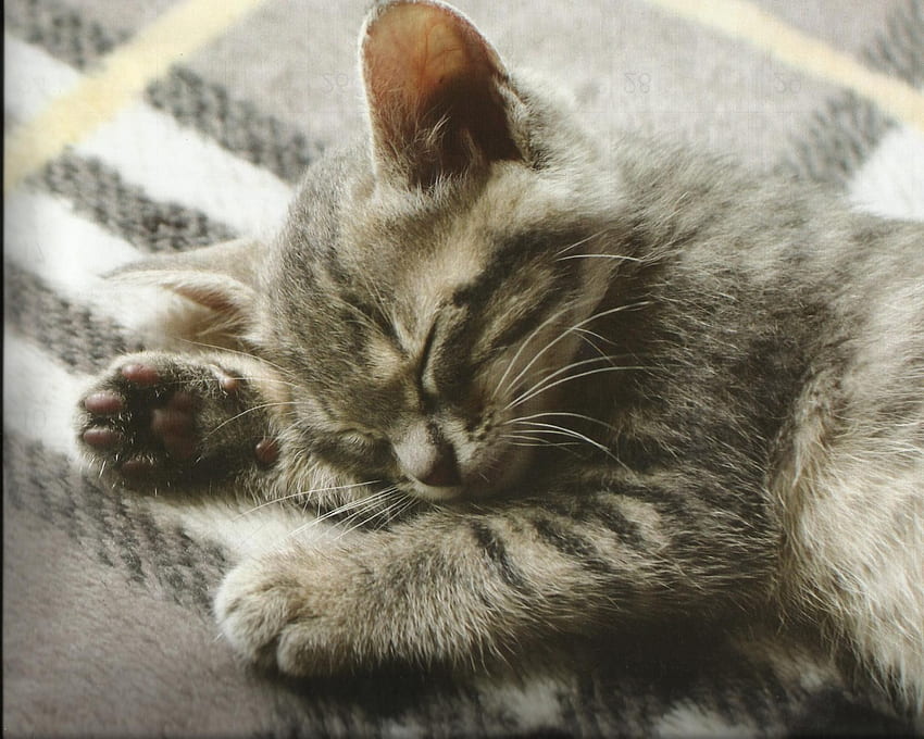 Taking a nap, kitten, blanket, cute, napping, pet HD wallpaper