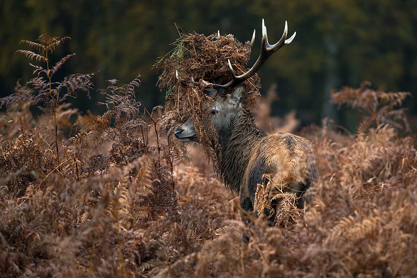 Whitetail Deer Background, Buck HD wallpaper