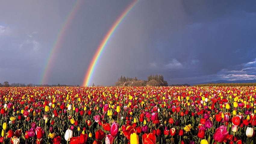 Arco iris doble de Oregon sobre el arco iris del campo de flores. fondo de pantalla