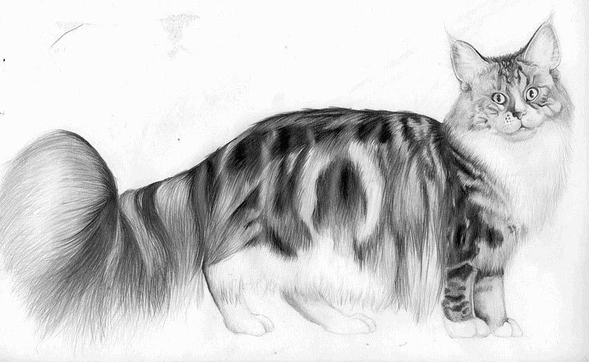 X पर Sabi illustrates COMMISSIONS OPEN Last design for my cat acrylic  charms a maine coon cat  art artist cat kitty mainecooncat  mainecoon drawing digitalart illustration pets petportrair  httpstcoCPtxgN1o0k  X