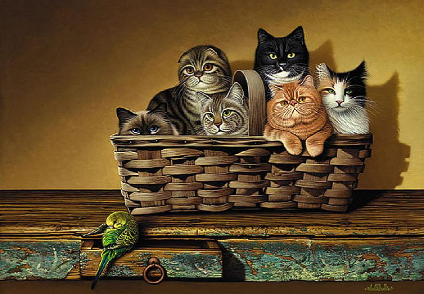 Кошница с котки, папагал, бяло, черно, рафт, котки, разноие, оранжево, кошница, кафяво, седяща HD тапет