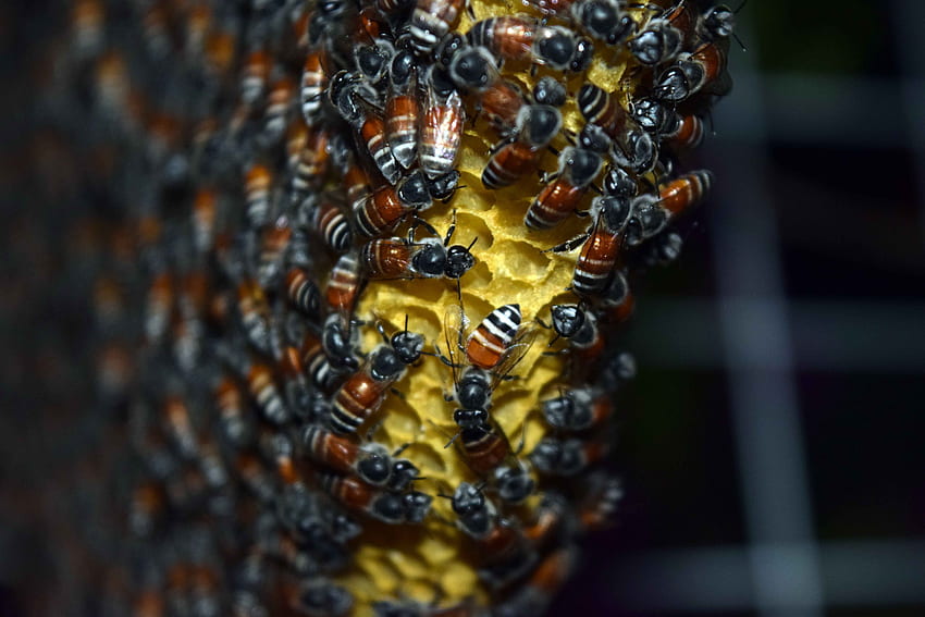 Pszczoły, Makro, Zbliżenie, Miód, Plaster Miodu Tapeta HD