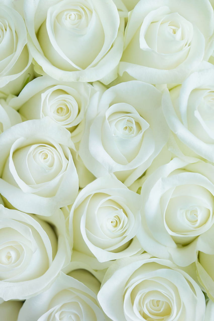 Coral Roses Are the Perfect Way to Celebrate Your First Valentine's Day Together. Rose flower , White roses , White flower, Red and White Flower HD phone wallpaper