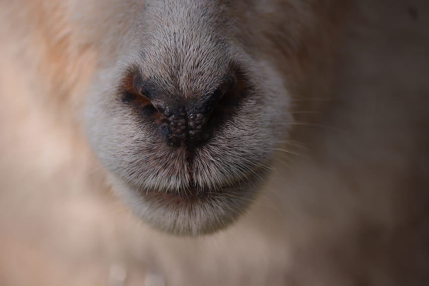 Animals, Nose, Sheep, Wool HD wallpaper