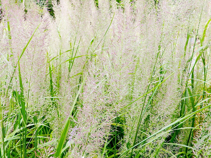 Grass In Pink, graphy, Summer, Ornamental Grass, Nature, Pink HD wallpaper