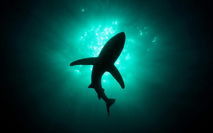 eau océan animaux poissons requins mer sous-marine monde sous-marin Animaux , Animaux haute résolution , Haute définition Fond d'écran HD