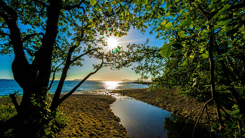 Natur, Bäume, Meer, Sand, Ufer, Ufer, Glanz, Licht HD-Hintergrundbild