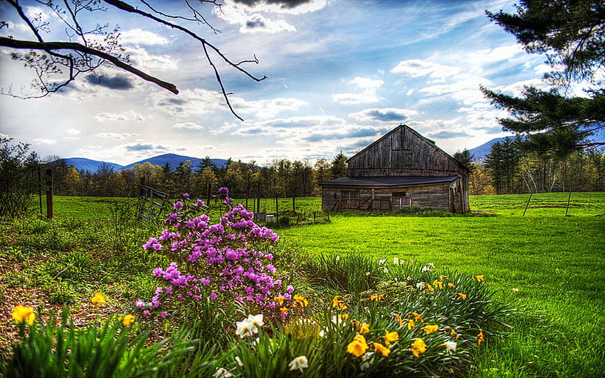 Spring Barn, hills, daffodils, blossoms, trees, landscape, clouds, flowers, sky HD wallpaper