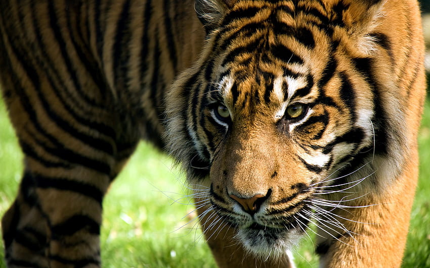 Animais, Agressão, Listrado, Tigre, Raiva, Amur Tiger papel de parede HD