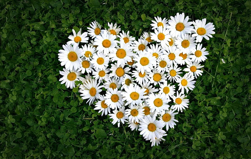 หัวใจ สีขาว หญ้า ฤดูใบไม้ผลิ วาเลนไทน์ วัน เดซี่ ดอกไม้ เขียว เหลือง วอลล์เปเปอร์ HD