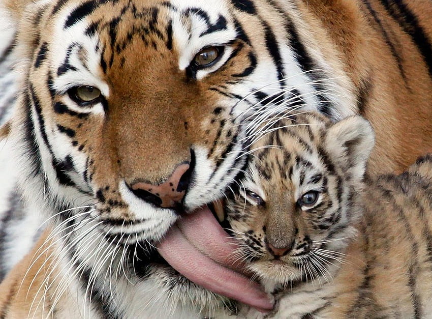 My mums tongue is so rough, cub, whiskers, love, mother, cute, tongue, tigers HD wallpaper