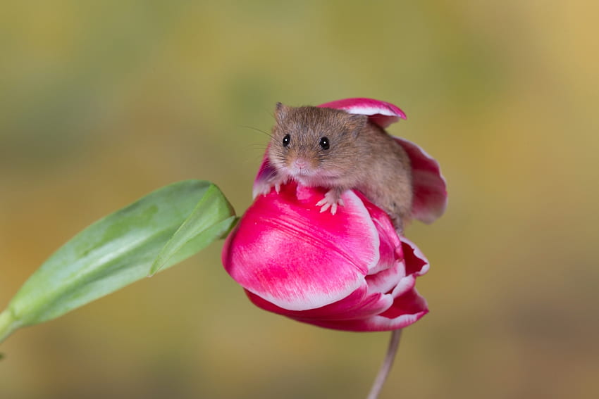 Mouse, animal, tulip, flower, soricel, cute, rodent, harvest mouse HD wallpaper