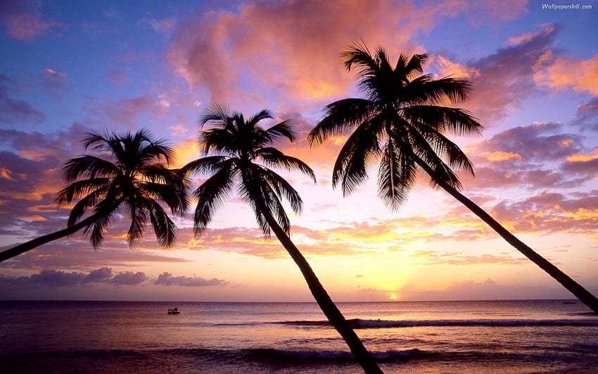 palm trees sunset palm trees sunset palm trees [] for your , Mobile & Tablet. Explore Sunset Palm Trees . Tropical Sunset , Beach, Texas Coast HD wallpaper