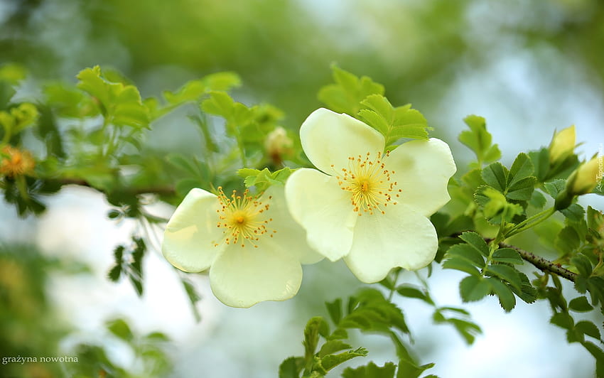 Wild Roses, white, flowers, macro HD wallpaper