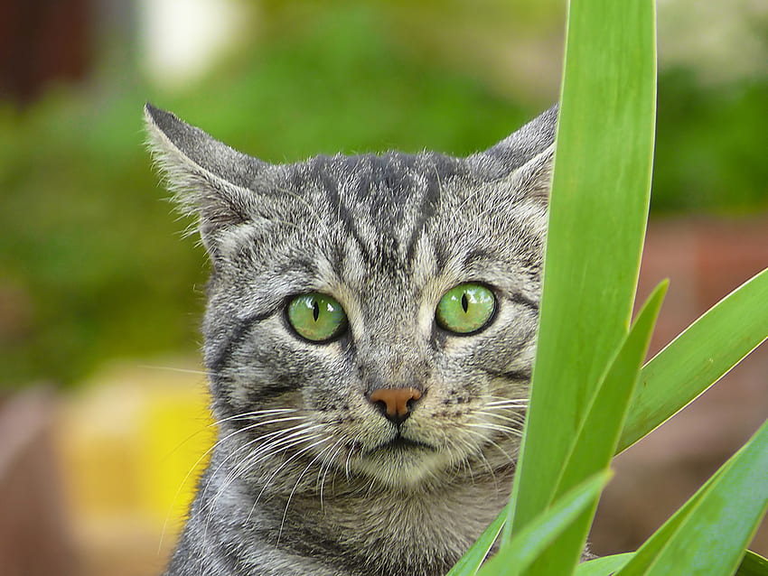 той позира за вас, заден двор, близък план, изкуство, котка зеленоок, поза, зелено, очи, хубаво HD тапет