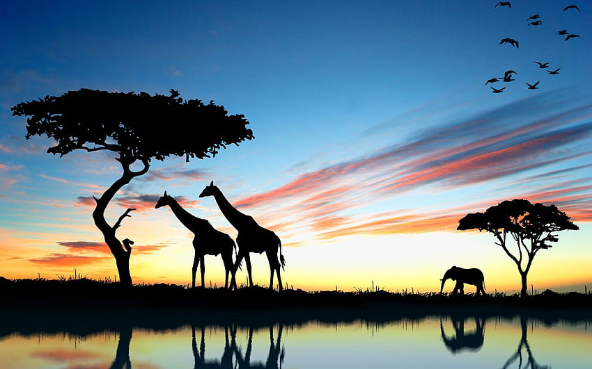 Africa giraffe and elephant at sunset, lake reflection HD wallpaper