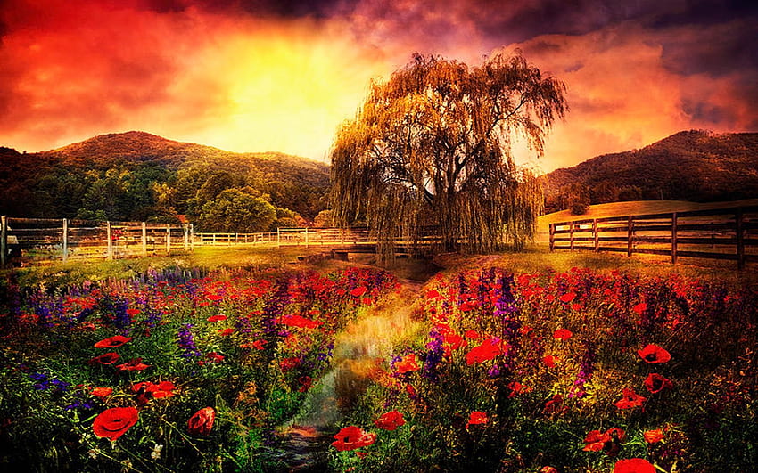 Червени под слънцето - Smoky Mountains, Северна Каролина, пейзаж, цветове, САЩ, цветове, дървета, облаци, небе, цветя, слънце HD тапет