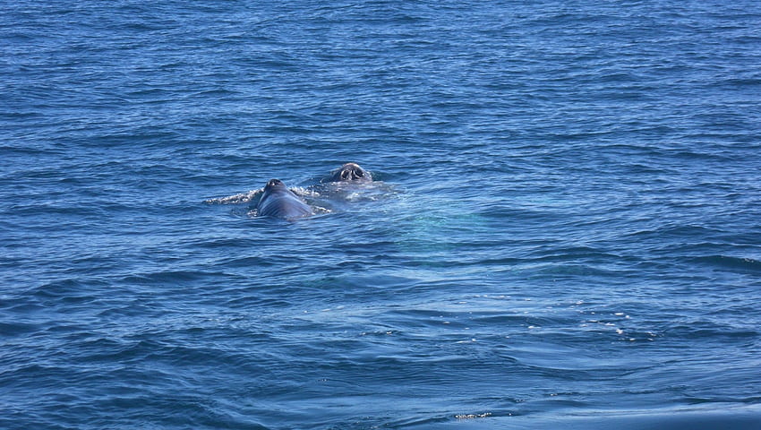 Mamma e cucciolo (balena grigia), Pacifico, Oceano, balena grigia, cucciolo, mamma Sfondo HD