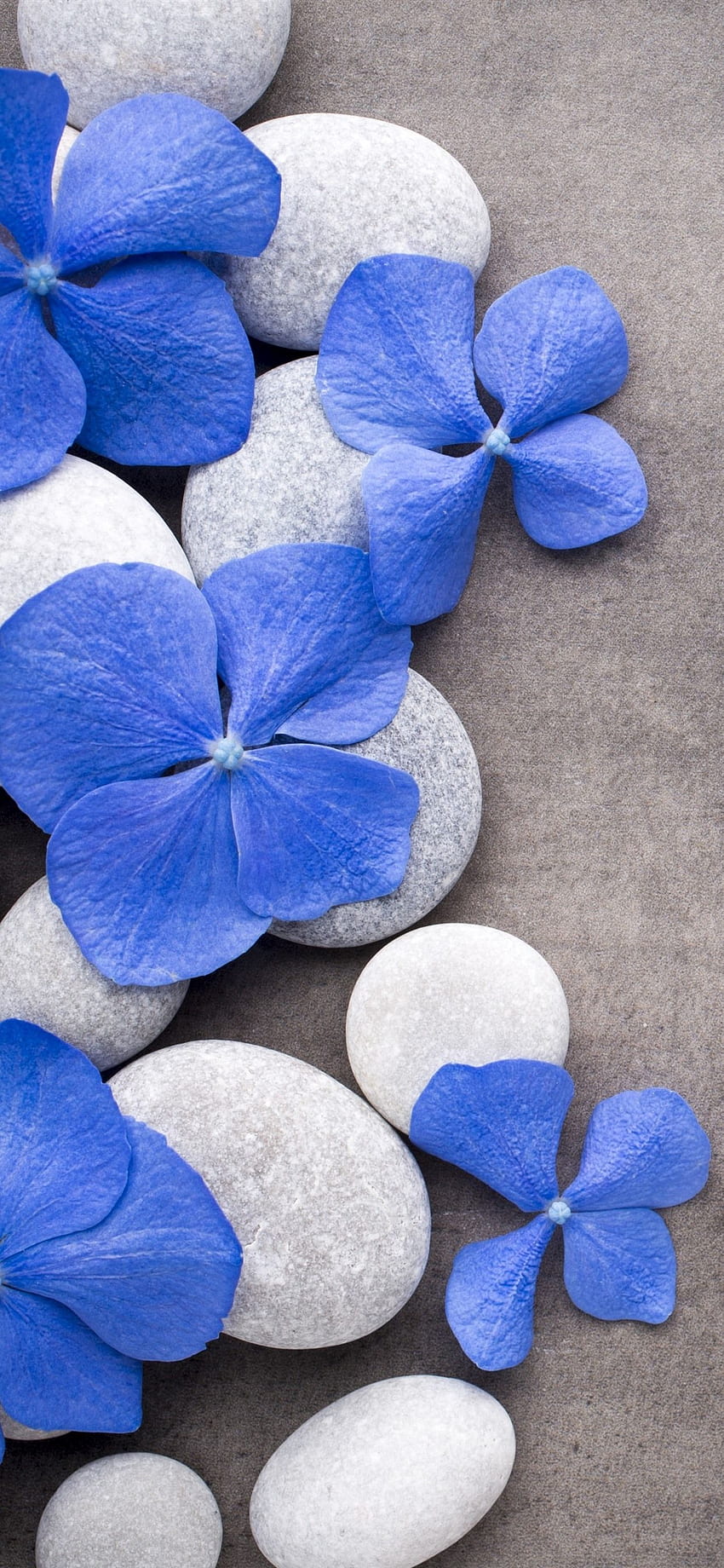 Blue Flowers, Stones, SPA IPhone 11 Pro XS Max, Blue Rose HD phone wallpaper