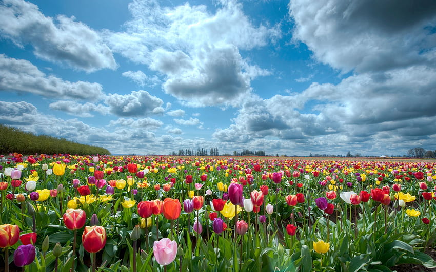 Natur, Blumen, Himmel, Tulpen, Wolken, Horizont, Feld HD-Hintergrundbild