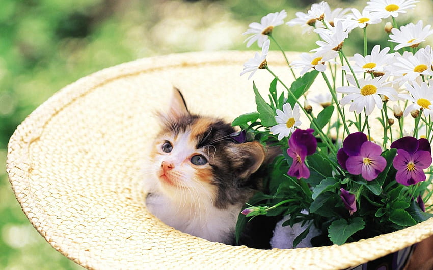 Коте в шапка с цветя, коте, калико, цветя, котка, шапка HD тапет