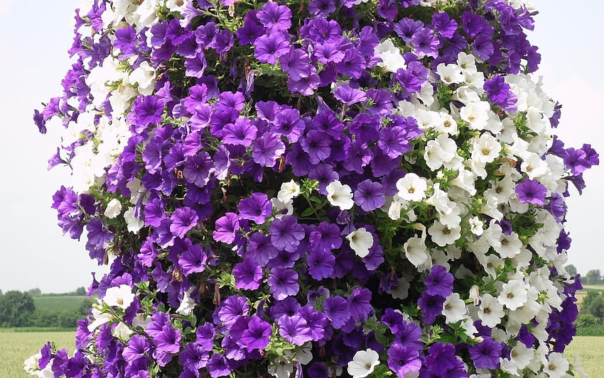Flowers, Lilac, Purple, Petunias HD wallpaper