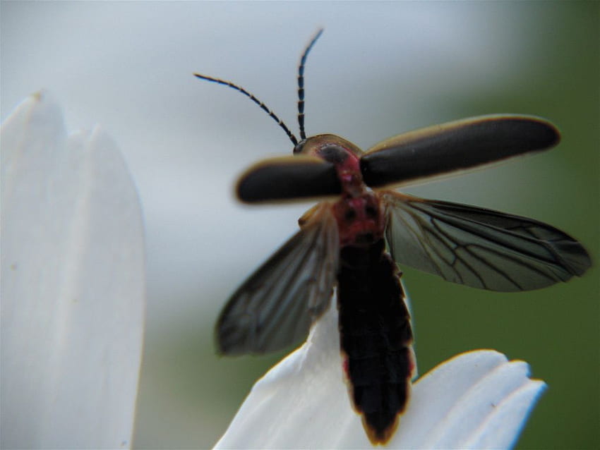 Serangga Petir Atau Kunang-Kunang Dalam Penerbangan, Serangga Kunang-kunang Wallpaper HD