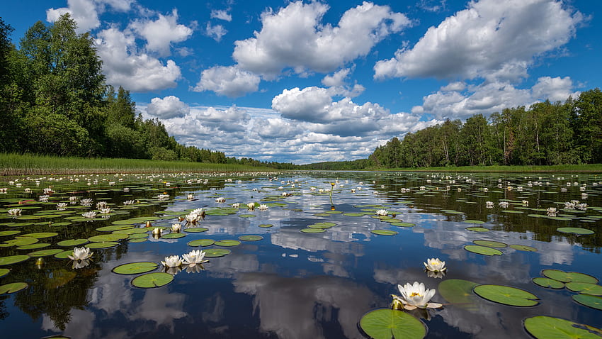 Weißer Lotus Blumen Teich Blätter zwischen grünen Bäumen Gras unter weißen Wolken blauer Himmel Reflexion über die Natur des Wassers HD-Hintergrundbild
