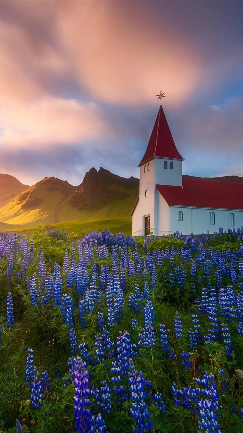 Iceland, Church, Blue Flowers, Spring IPhone 8 7 6 6S , Background, , , Spring Church HD phone wallpaper